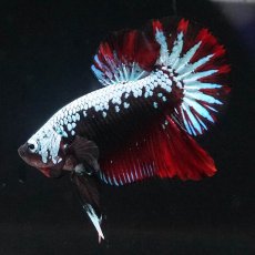 画像4: HMPK　ブルーブラックサムライ　変わり柄 (4)