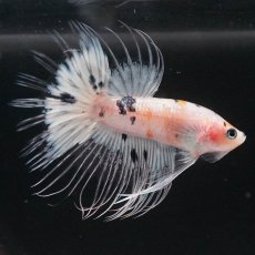 画像5: CT　ホワイトファンシー (5)