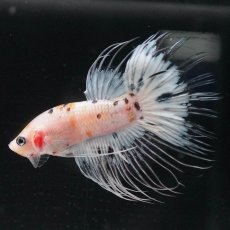 画像2: CT　ホワイトファンシー (2)