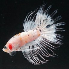 画像11: CT　ホワイトファンシー (11)