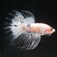 画像10: CT　ホワイトファンシー (10)