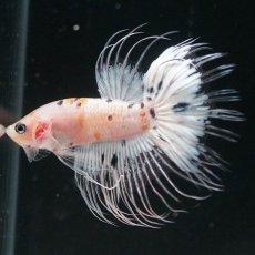 画像8: CT　ホワイトファンシー (8)