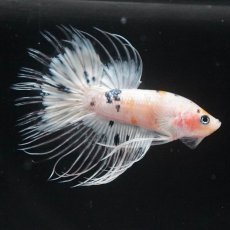 画像7: CT　ホワイトファンシー (7)