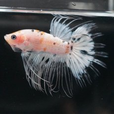 画像6: CT　ホワイトファンシー (6)