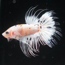 画像4: CT　ホワイトファンシー (4)