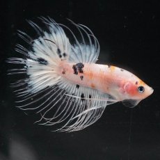 画像3: CT　ホワイトファンシー (3)
