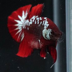 画像12: HMPK　ブラックレッドサムライ (12)