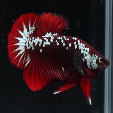 画像6: HMPK　ブラックレッドサムライ (6)