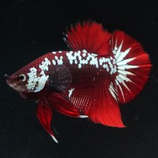 画像2: HMPK　ブラックレッドサムライ (2)