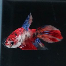 画像4: VT　キャンディ　メス (4)