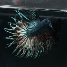画像10: KCT　カッパー (10)