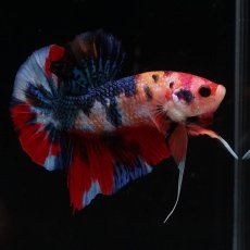 画像4: HMPK　キャンディ (4)