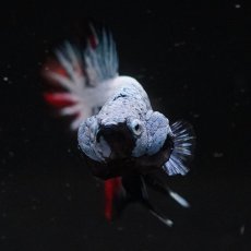 画像3: HMPK　ブルーブラック　変わり柄 (3)