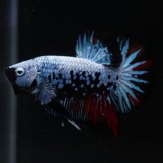 画像4: HMPK　ブルーブラック　変わり柄 (4)