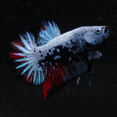 画像5: HMPK　ブルーブラック　変わり柄 (5)