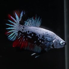 画像7: HMPK　ブルーブラック　変わり柄 (7)
