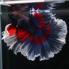 画像5: HM　ブルーレッド　ローズテール (5)