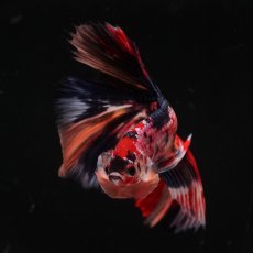 画像3: HM　キャンディ (3)