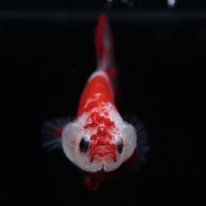 画像12: HMPK　紅白 (12)