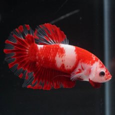 画像5: HMPK　紅白 (5)