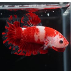 画像7: HMPK　紅白 (7)