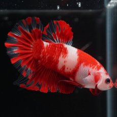 画像11: HMPK　紅白 (11)