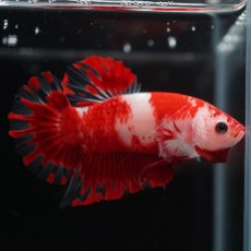 画像9: HMPK　紅白 (9)