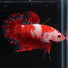 画像2: HMPK　紅白 (2)