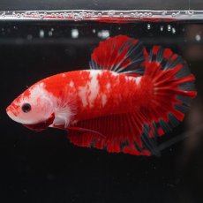 画像10: HMPK　紅白 (10)