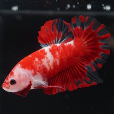 画像6: HMPK　紅白 (6)