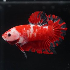 画像1: HMPK　紅白 (1)