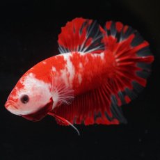 画像4: HMPK　紅白 (4)