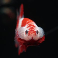 画像3: HMPK　紅白 (3)