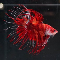 画像9: CT　ニモ (9)