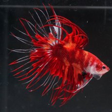 画像1: CT　ニモ (1)