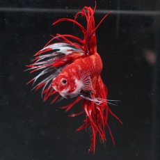 画像8: CT　ニモ (8)