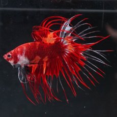 画像2: CT　ニモ (2)