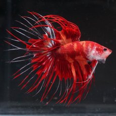 画像6: CT　ニモ (6)