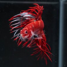画像3: CT　ニモ (3)