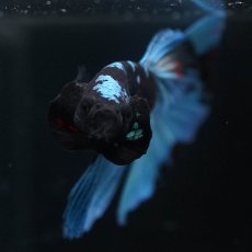 画像10: HM ブラックスター (10)