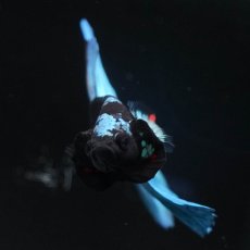 画像3: HM ブラックスター (3)