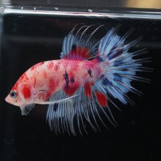 画像11: CTPK　キャンディ (11)