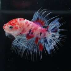 画像8: CTPK　キャンディ (8)
