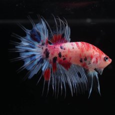 画像7: CTPK　キャンディ (7)