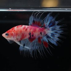 画像6: CTPK　キャンディ (6)