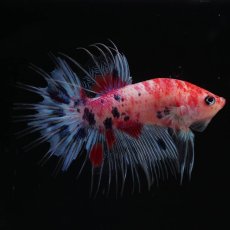 画像5: CTPK　キャンディ (5)