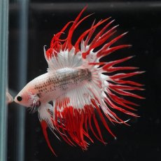 画像11: CT　ホワイトファンシー (11)
