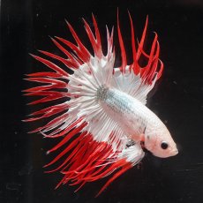 画像10: CT　ホワイトファンシー (10)