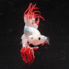 画像3: CT　ホワイトファンシー (3)