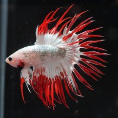 画像9: CT　ホワイトファンシー (9)